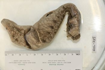 Media type: image;   Invertebrate Zoology HOL-735 Description: Preserved specimen.;